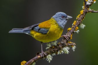 Patagonian Sierra Finch