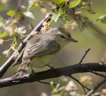 Philadelphia Vireo