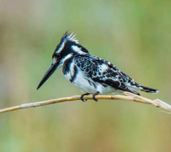 Pied Kingfisher