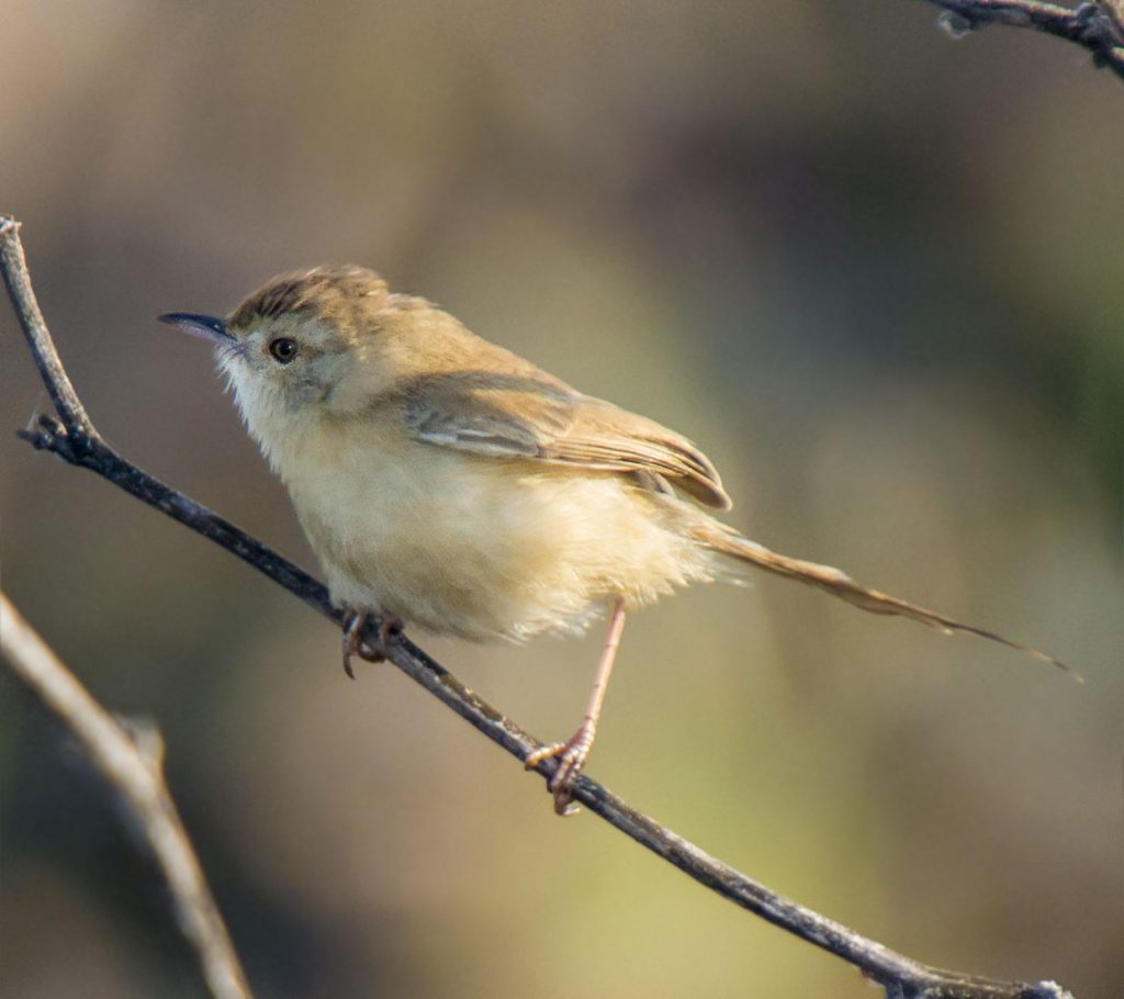 Plain Prinia - Owen Deutsch Photography