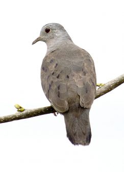 Plain-breasted Ground Dove