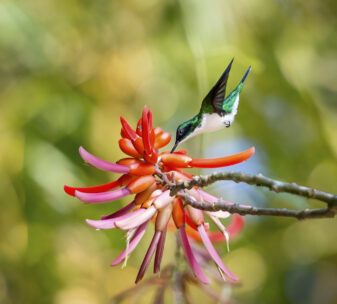 Purple-crowned Fairy