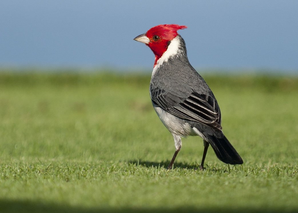 red-crested-cardinal-owen-deutsch-photography