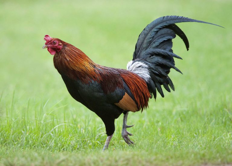 Red Junglefowl - Owen Deutsch Photography