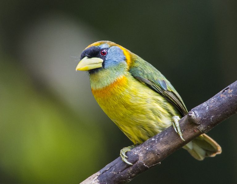 Red-headed Barbet - Owen Deutsch Photography