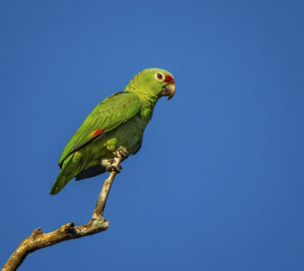 Red-lored Parrot