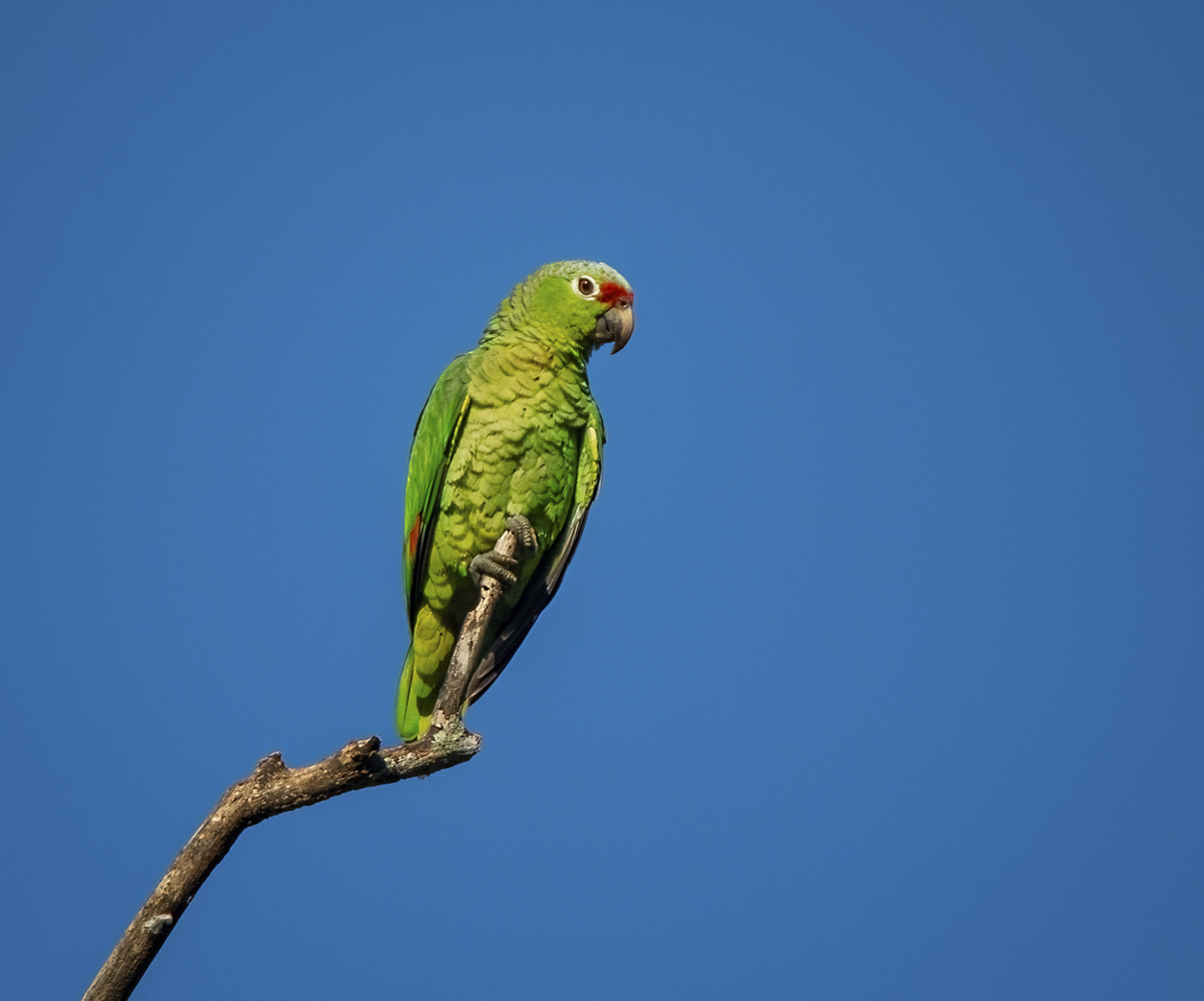 Red-lored Parrot