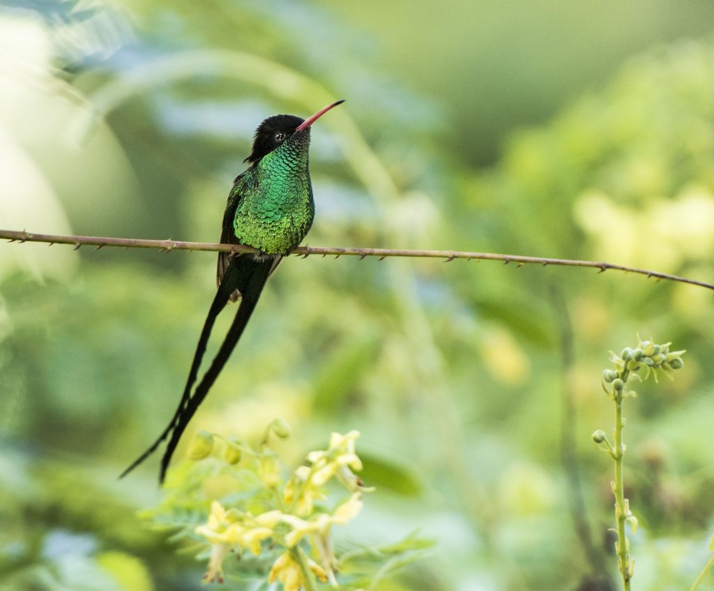 Redbilled Streamertail Owen Deutsch Photography