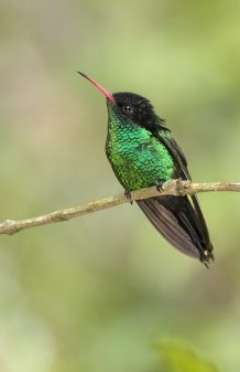 Red-billed Streamertail