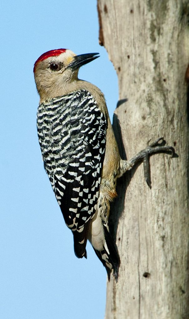 Red-crowned Woodpecker - Owen Deutsch Photography