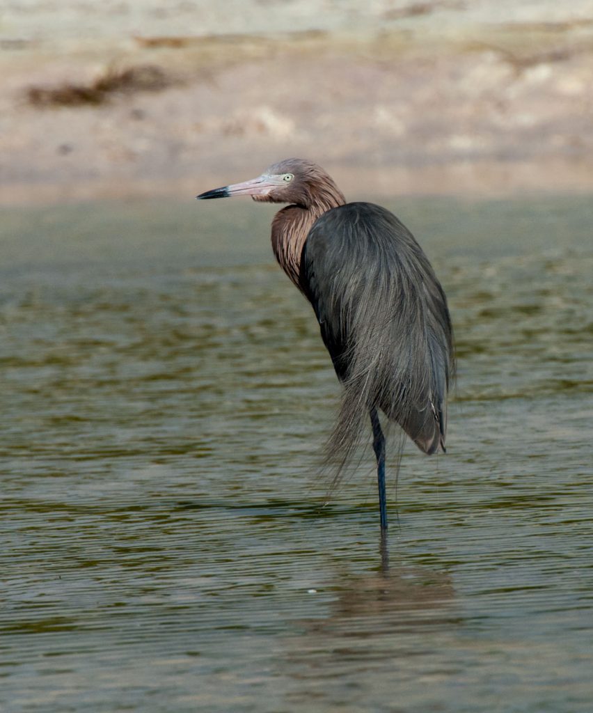 Reddish Egret - Owen Deutsch Photography