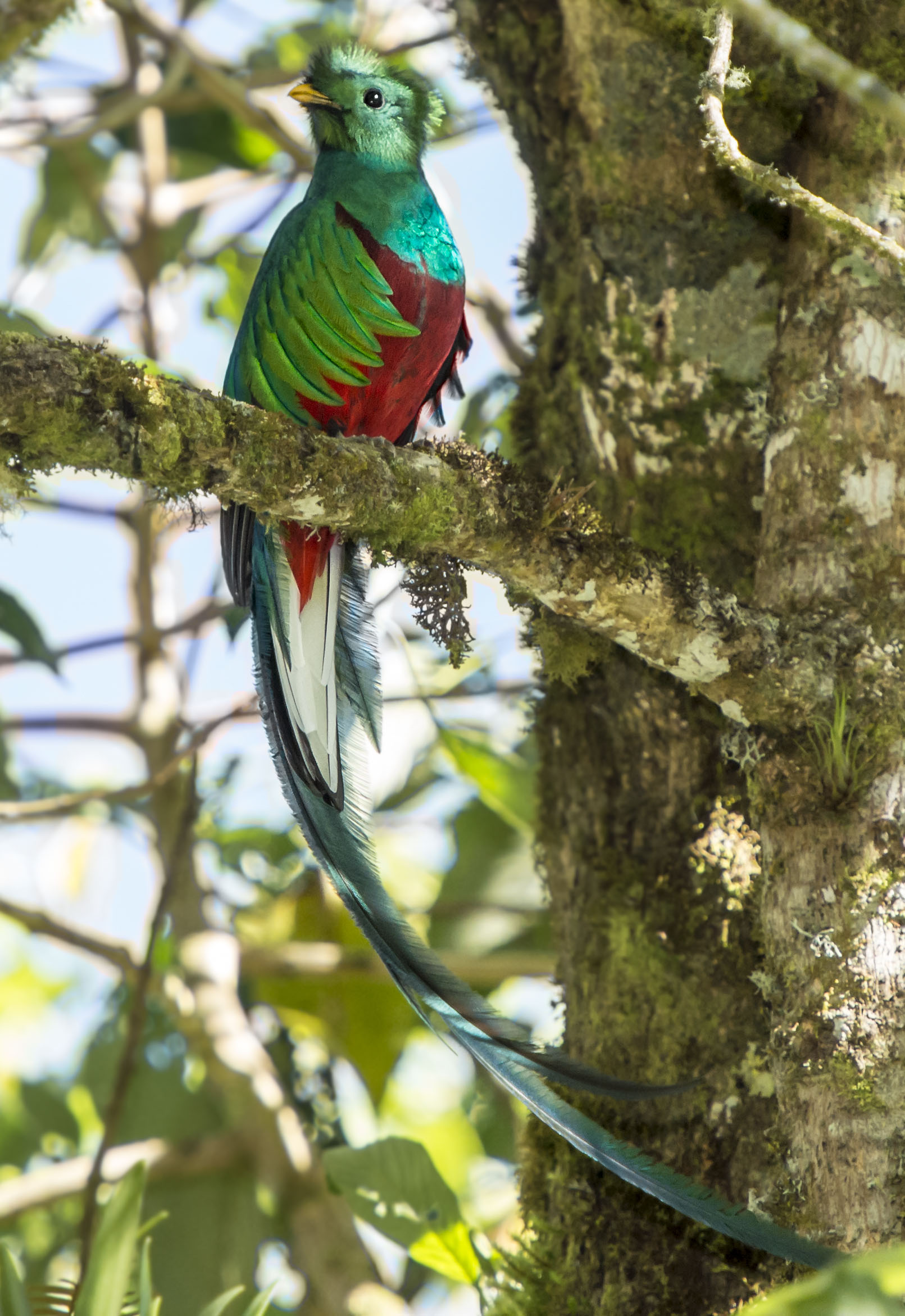 Resplendent Quetzal | Colorful Birds | Bird Watching | Bird Song | Birding