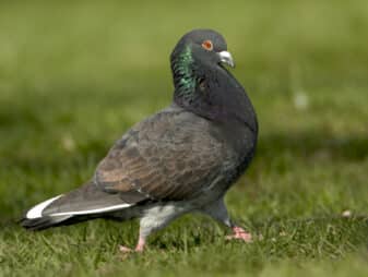 Rock Pigeon