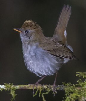 Ruddy-capped Nightingale-thrush