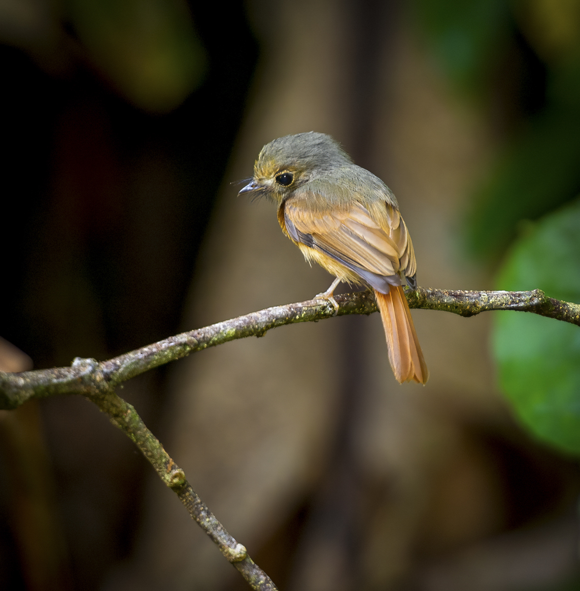 Ruddy-tailed Flycatcher