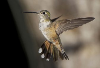 Rufous Hummingbird