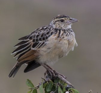 Rufous-naped Lark