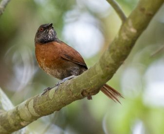 Rufous-breasted Spinetail