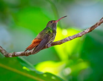 Rufous-Tailed Hummingbird