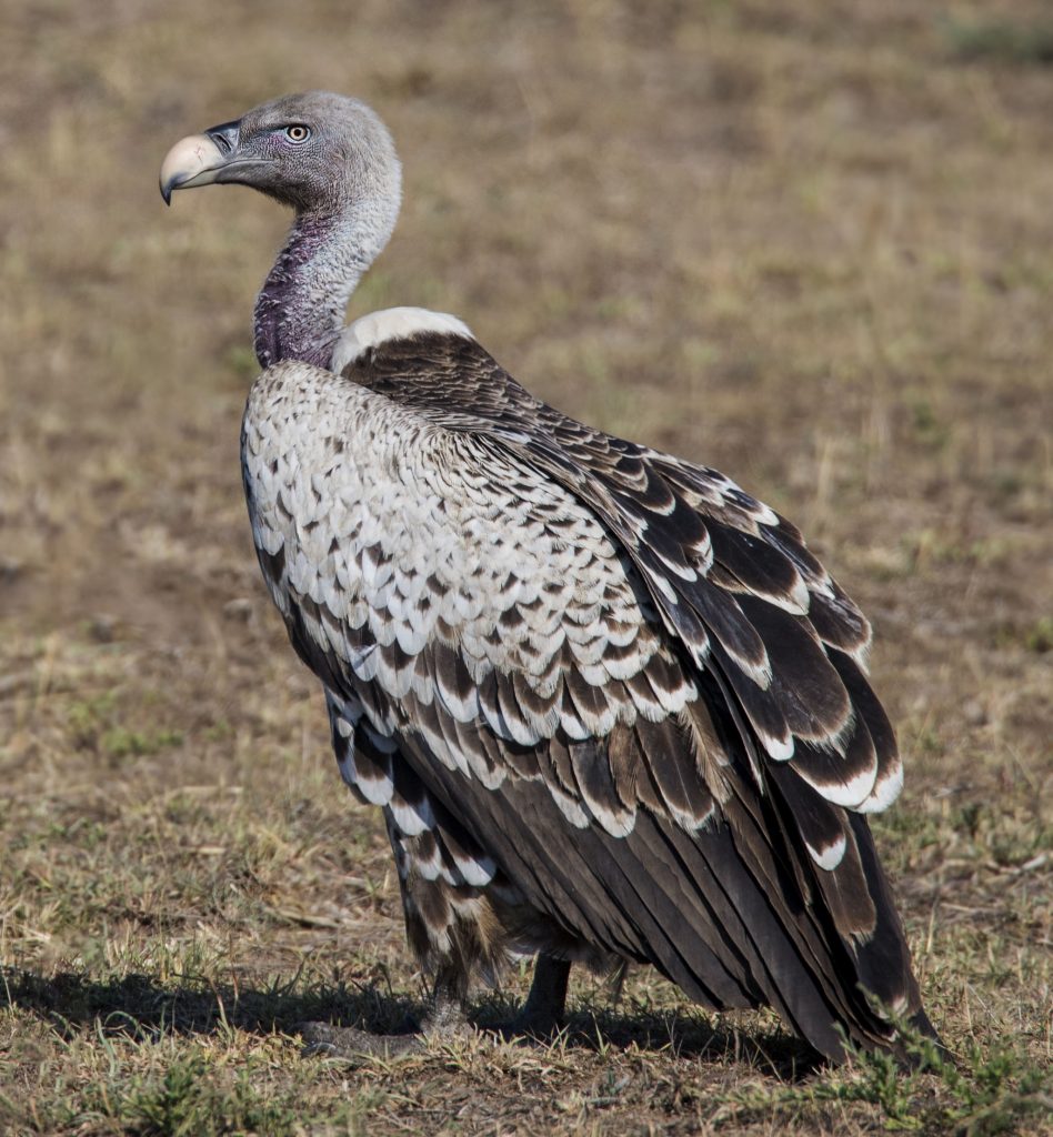 Ruppell's Vulture - Owen Deutsch Photography