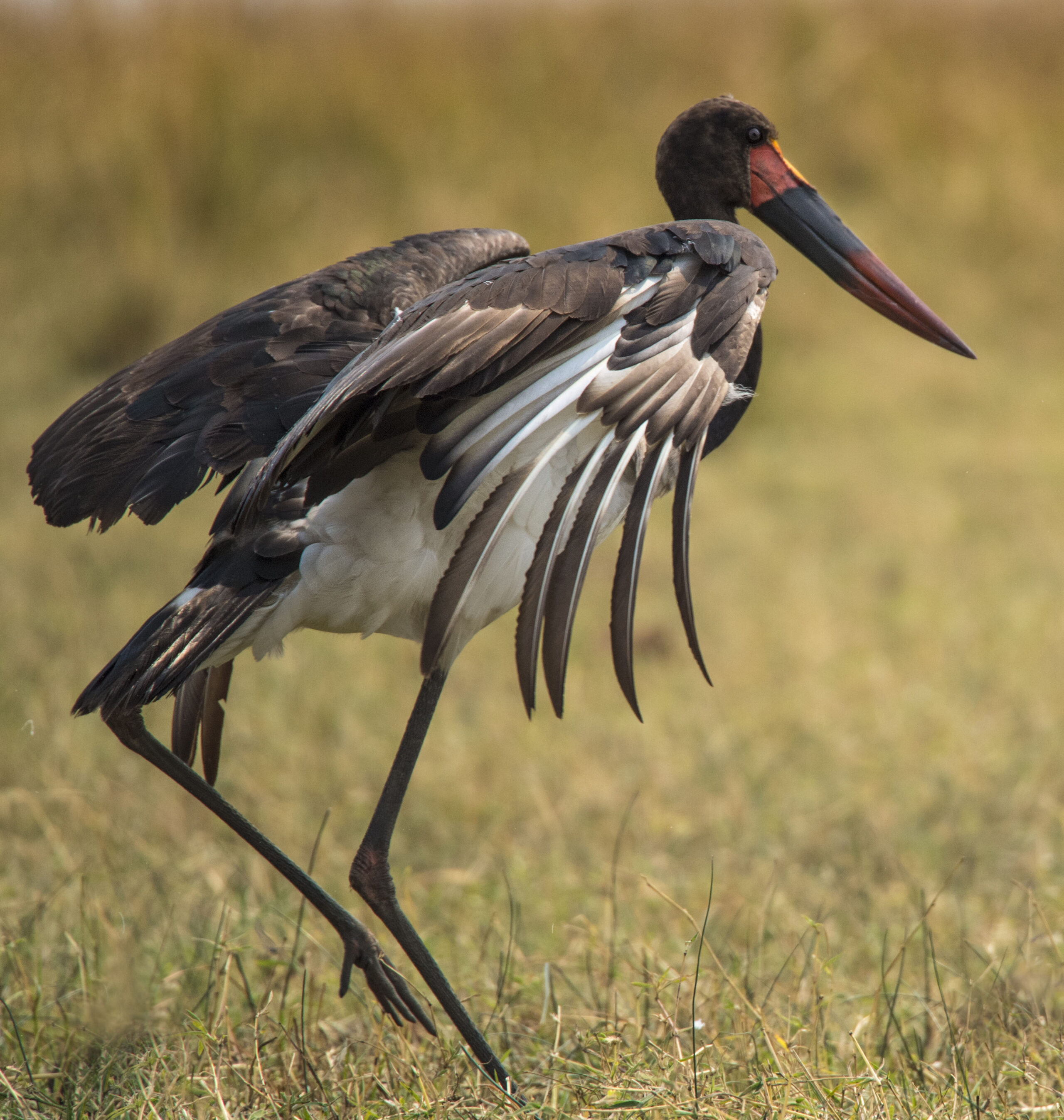 Saddle-billed Stork - Owen Deutsch Photography