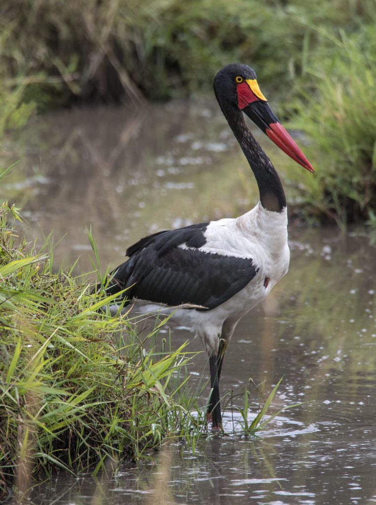 Saddle-billed Stork - Owen Deutsch Photography