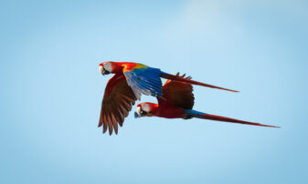 Scarlet Macaw