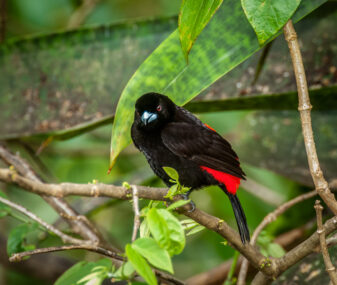 Scarlet-rumped Tanager