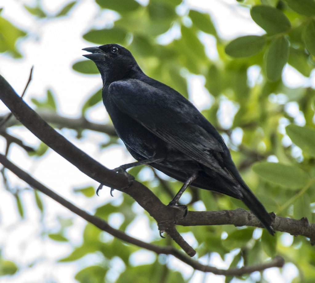 Screaming Cowbird - Owen Deutsch Photography