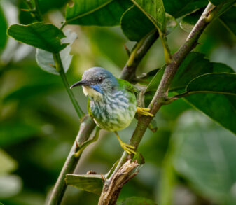 Shining Honeycreeper