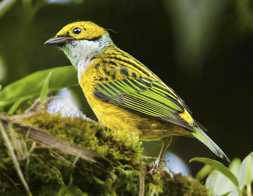 Silver-throated Tanager - Owen Deutsch Photography