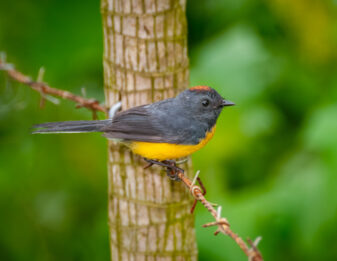 Slate-throated Whitestart