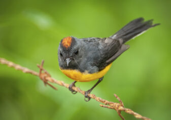 Slate-throated Whitestart