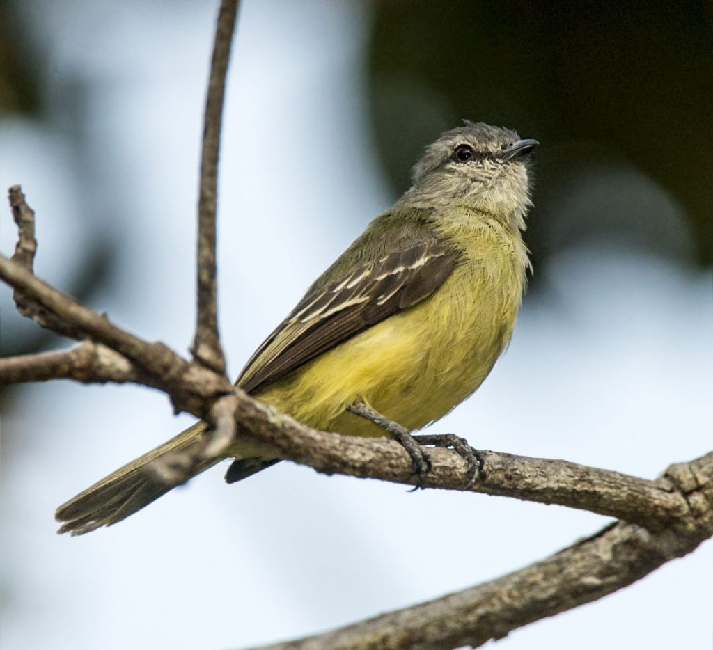 Sooty-headed Tyrannulet - Owen Deutsch Photography