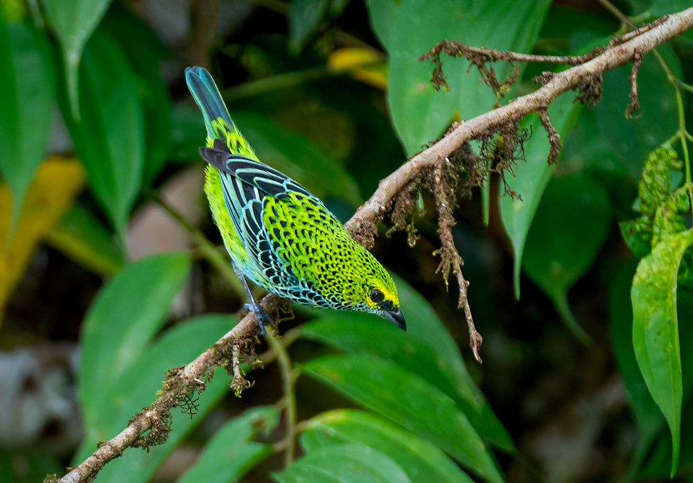 Speckled Tanager