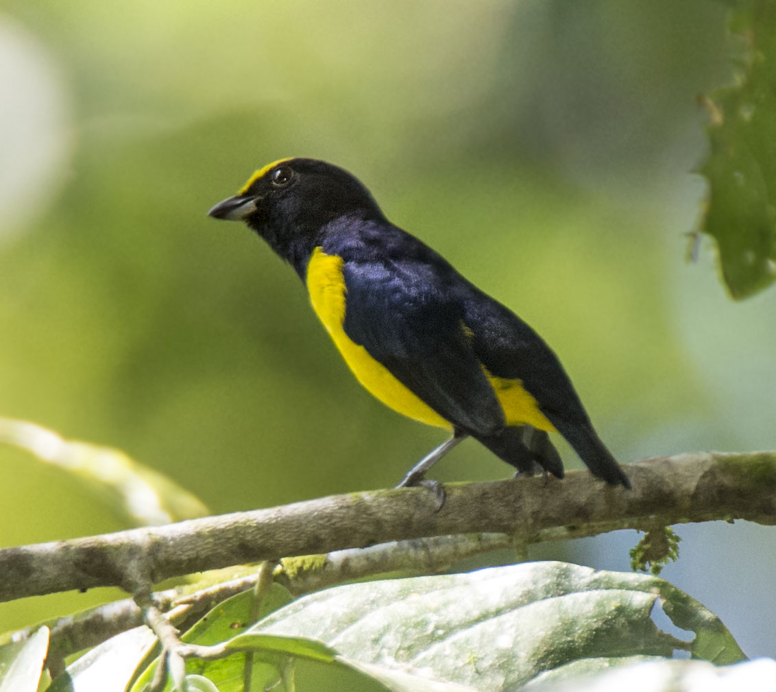 Carara National Park - Costa Rica