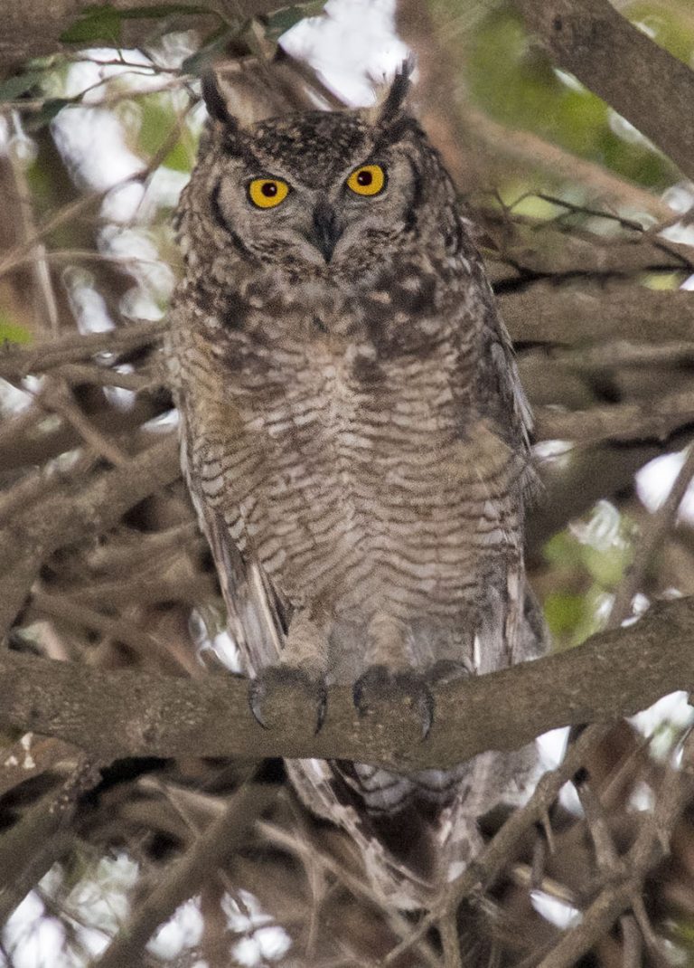 Spotted Eagle-owl - Owen Deutsch Photography