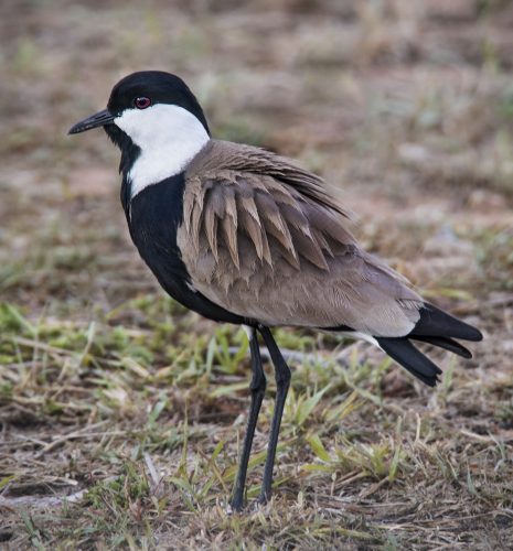 Spur-winged Lapwing - Owen Deutsch Photography