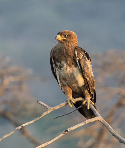 Tawny Eagle - Owen Deutsch Photography