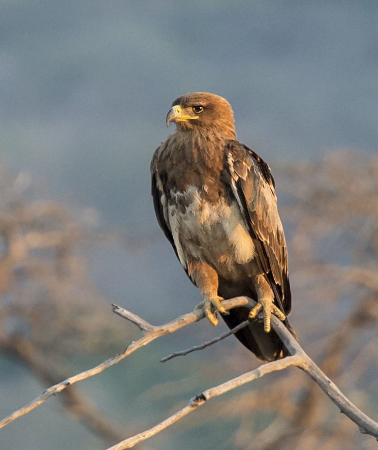 Tawny Eagle - Owen Deutsch Photography