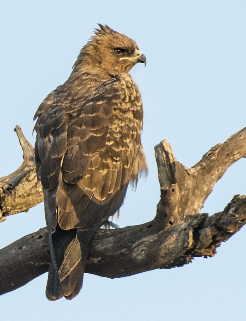 Tawny Eagle - Owen Deutsch Photography