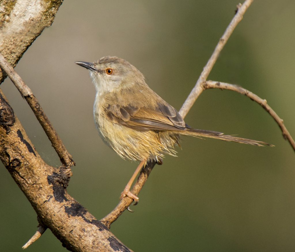 Tawny-flanked Prinia - Owen Deutsch Photography