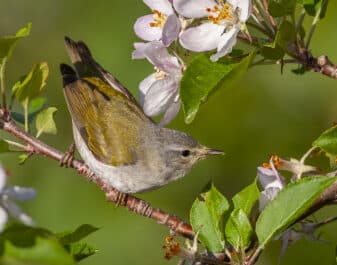 Tennessee Warbler
