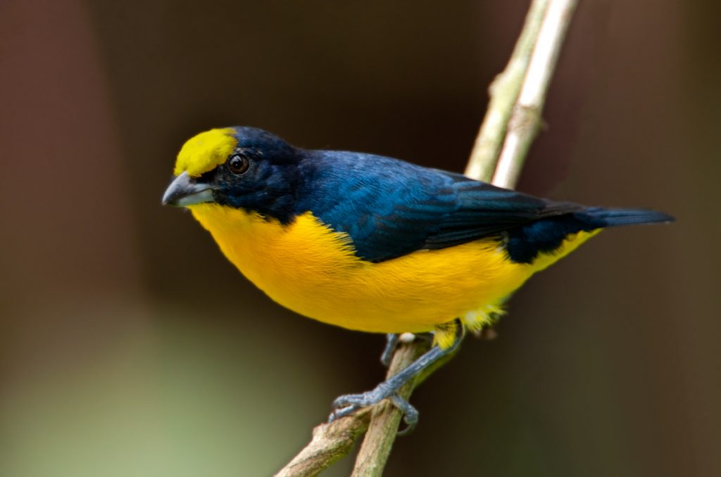 Thick-billed Euphonia - Owen Deutsch Photography