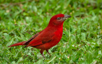 Tooth-billed Tanager