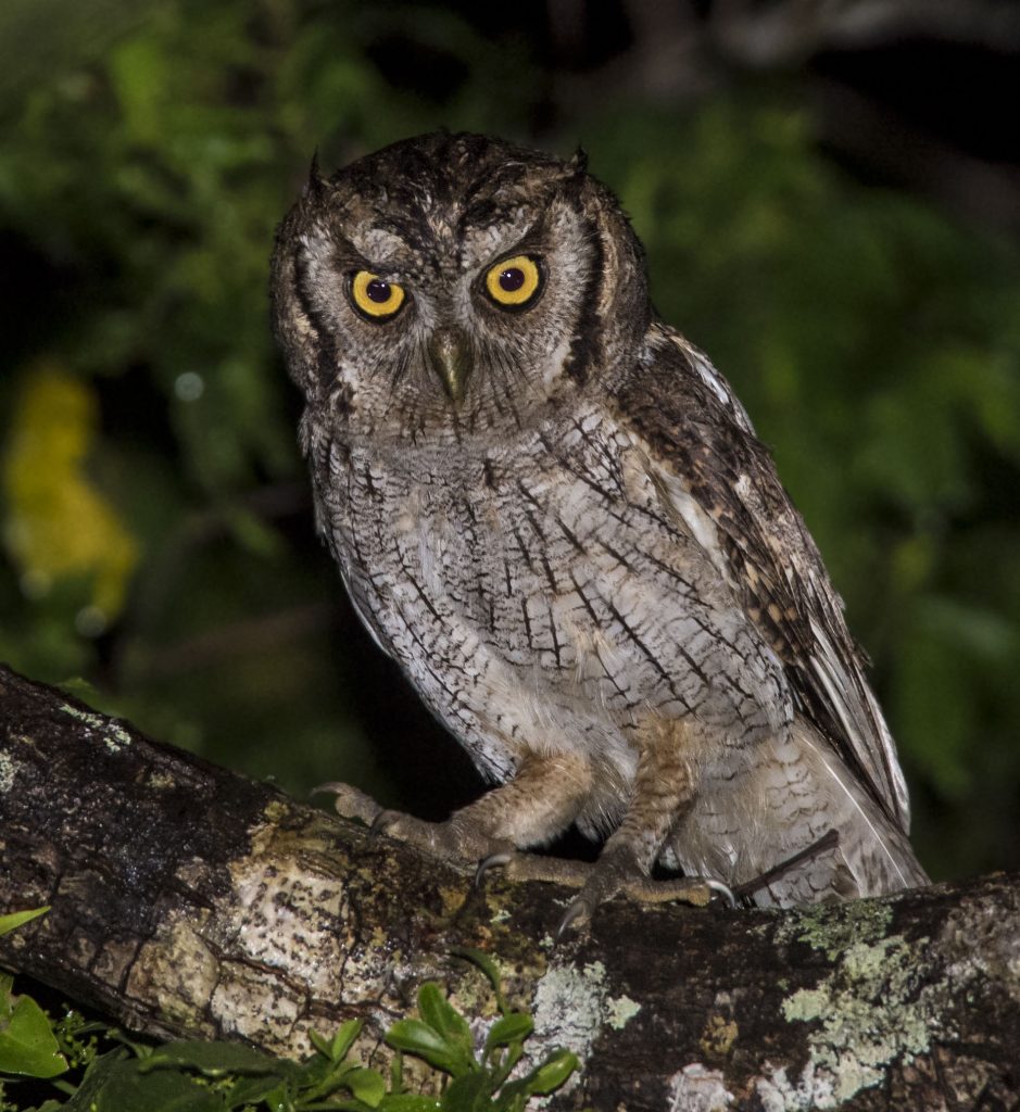 Tropical Screech Owl - Owen Deutsch Photography