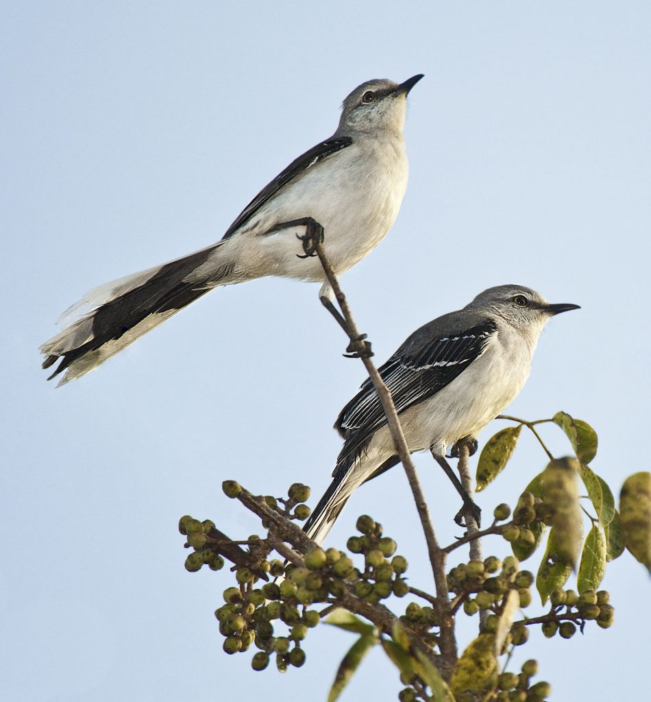 Was Heißt Mockingbird Auf Deutsch Tropical Mockingbird - Owen Deutsch Photography