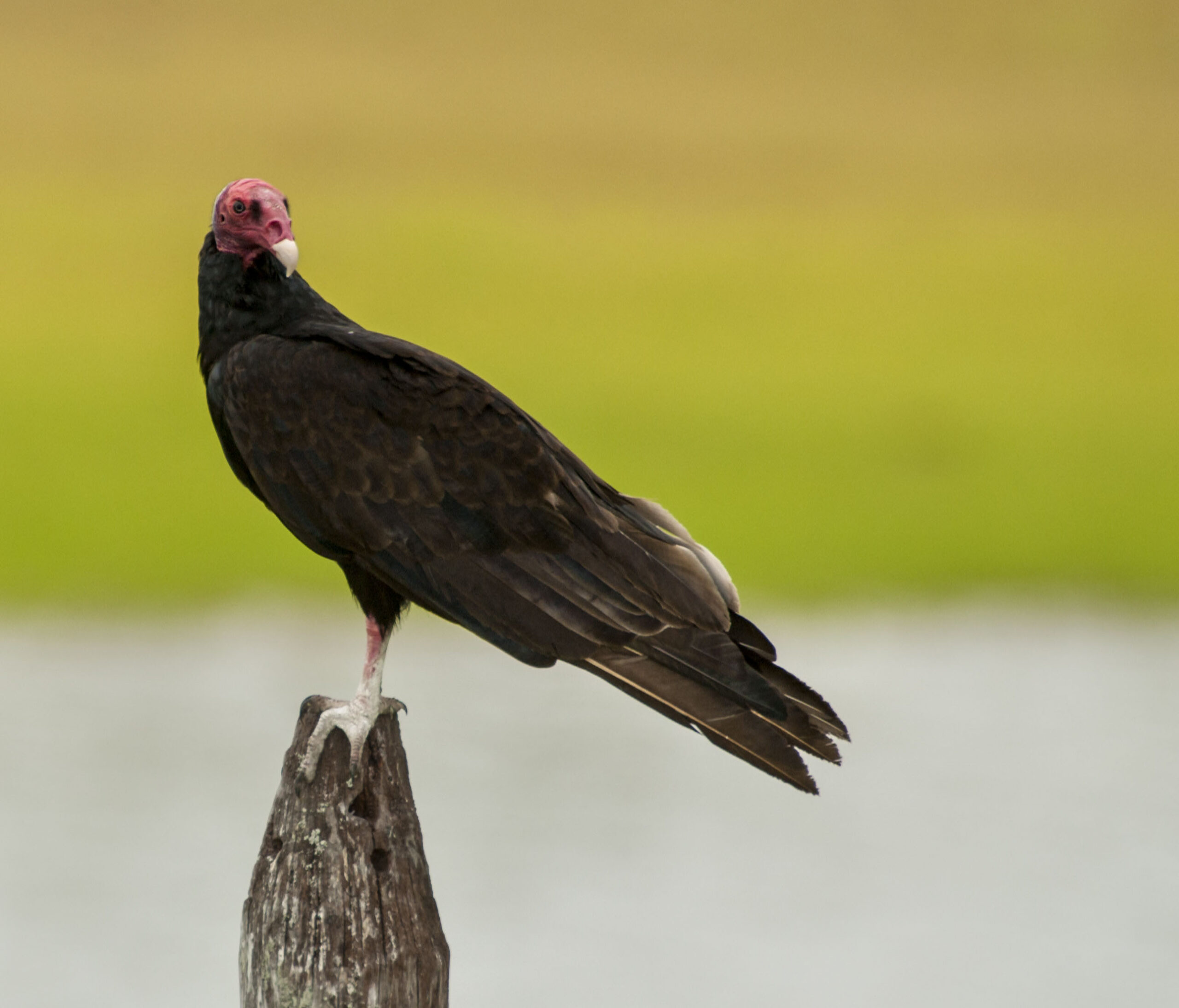 Turkey Vulture - Owen Deutsch Photography
