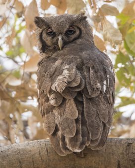 Verreaux's Eagle-owl