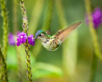 Violet-headed Hummingbird